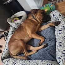 Tyson, a Adoptable mixed breed in Burgaw, NC image 4/4