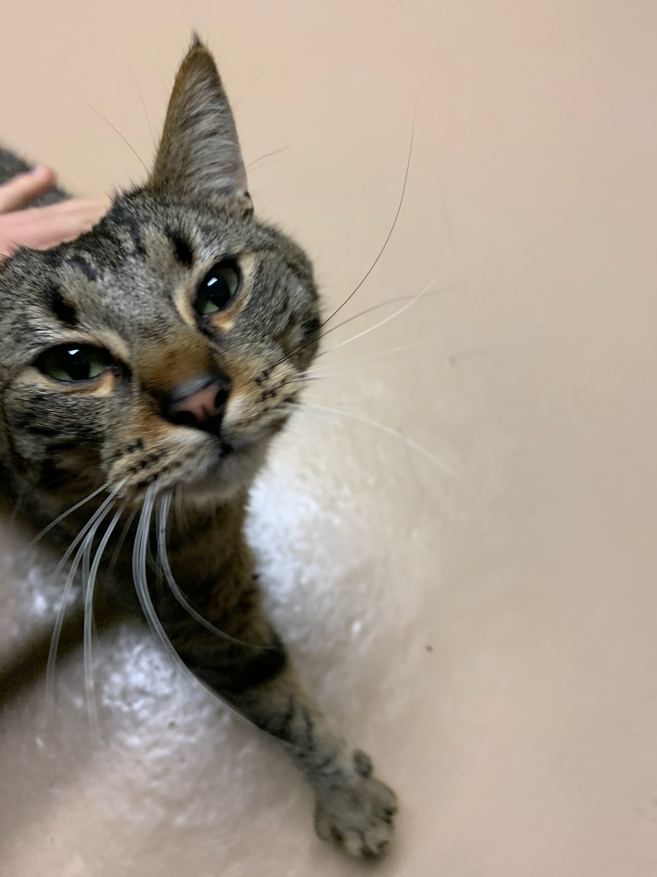 Bran, a Adoptable Domestic Short Hair in Quilcene, WA image 1/5