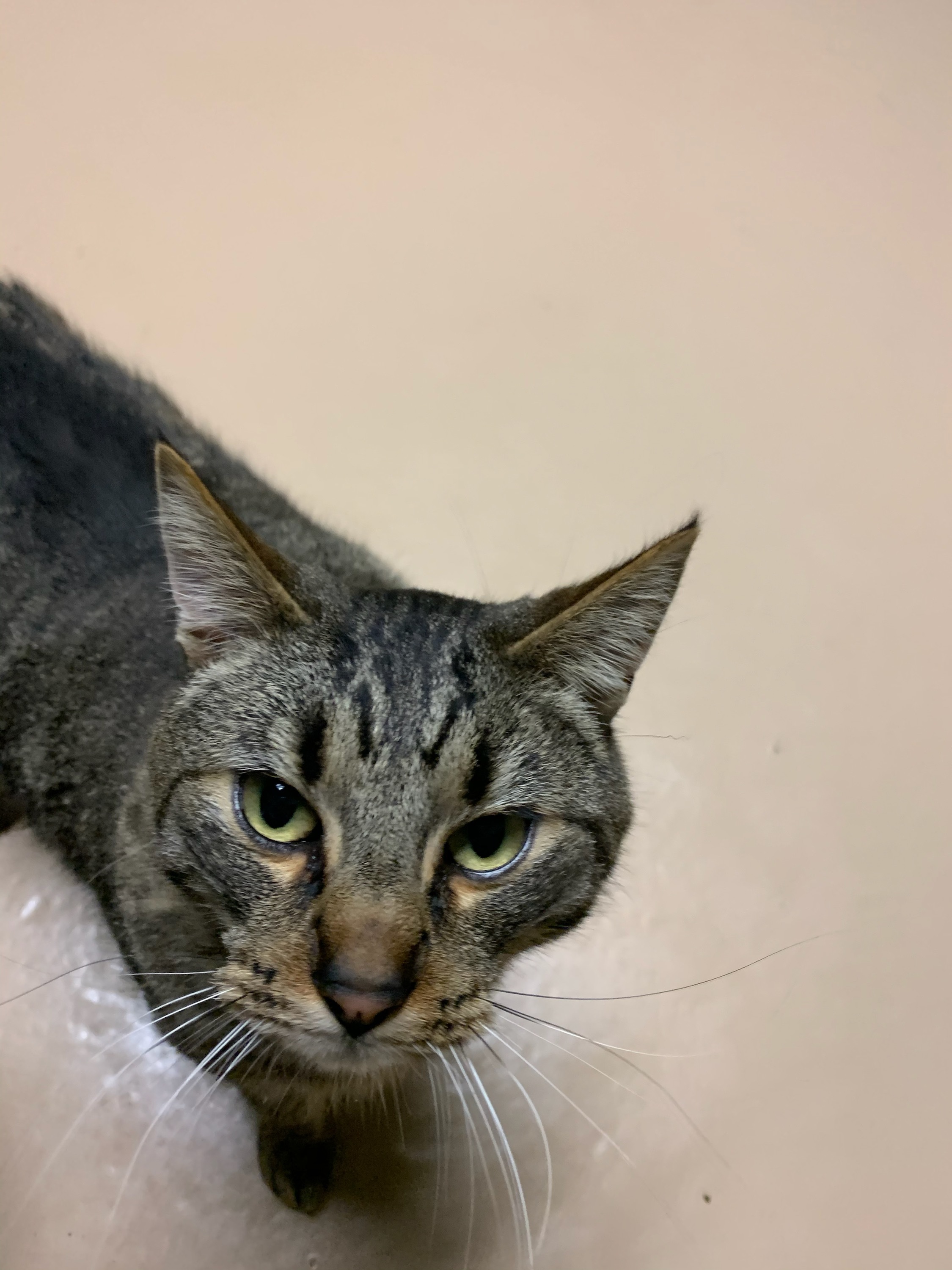 Bran, a Adoptable Domestic Short Hair in Quilcene, WA image 2/5