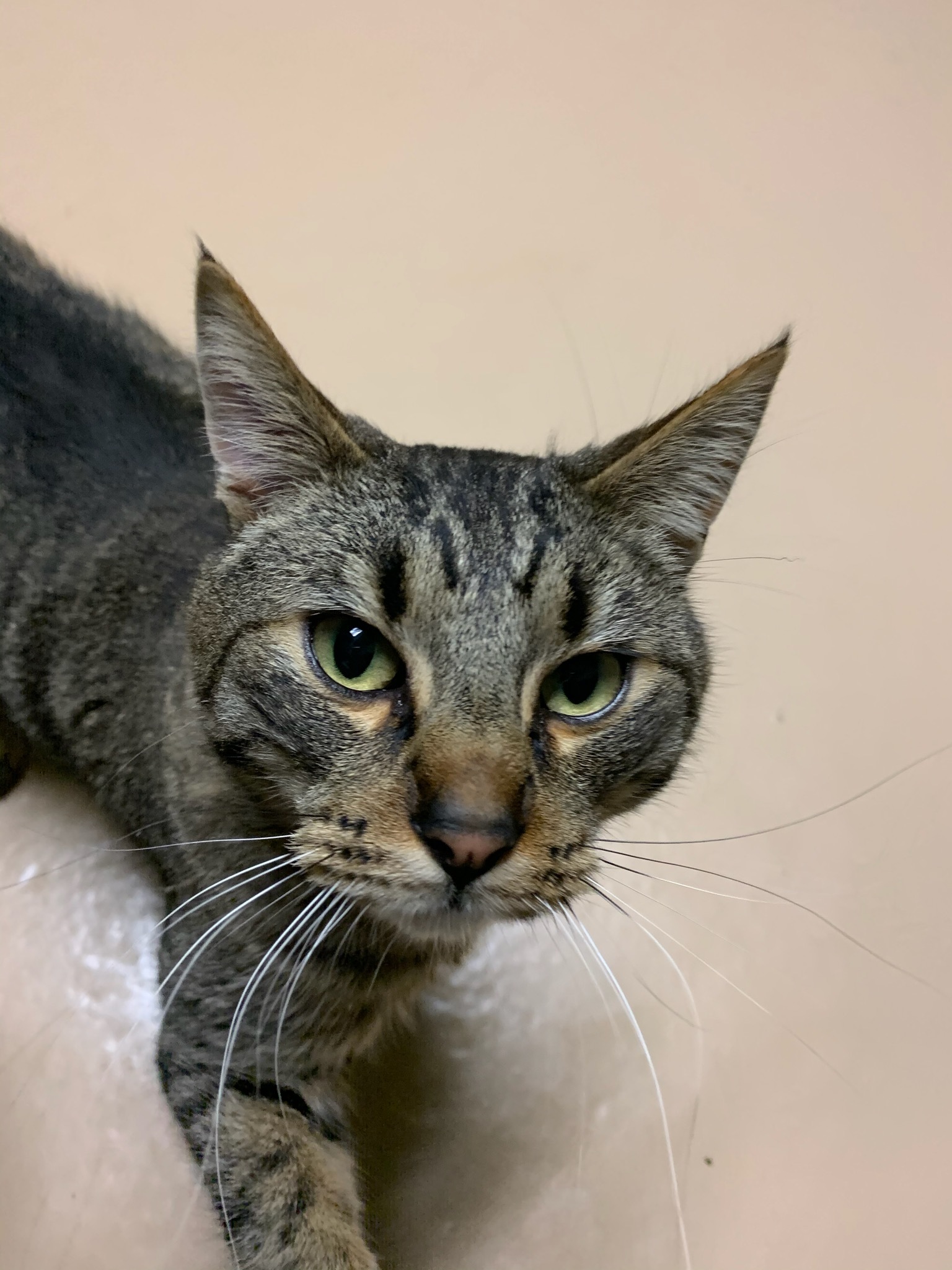 Bran, a Adoptable Domestic Short Hair in Quilcene, WA image 3/5