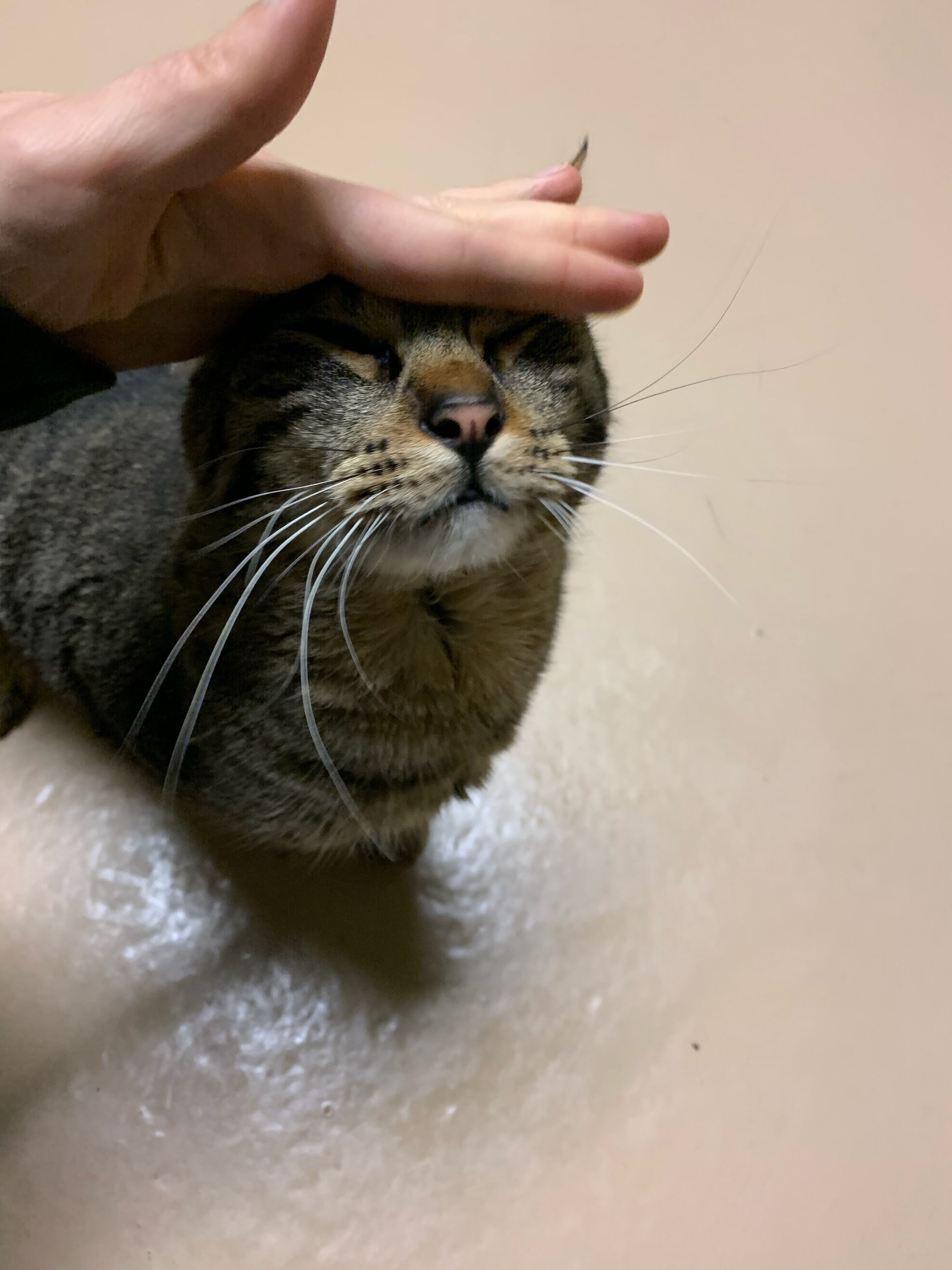 Bran, a Adoptable Domestic Short Hair in Quilcene, WA image 5/5