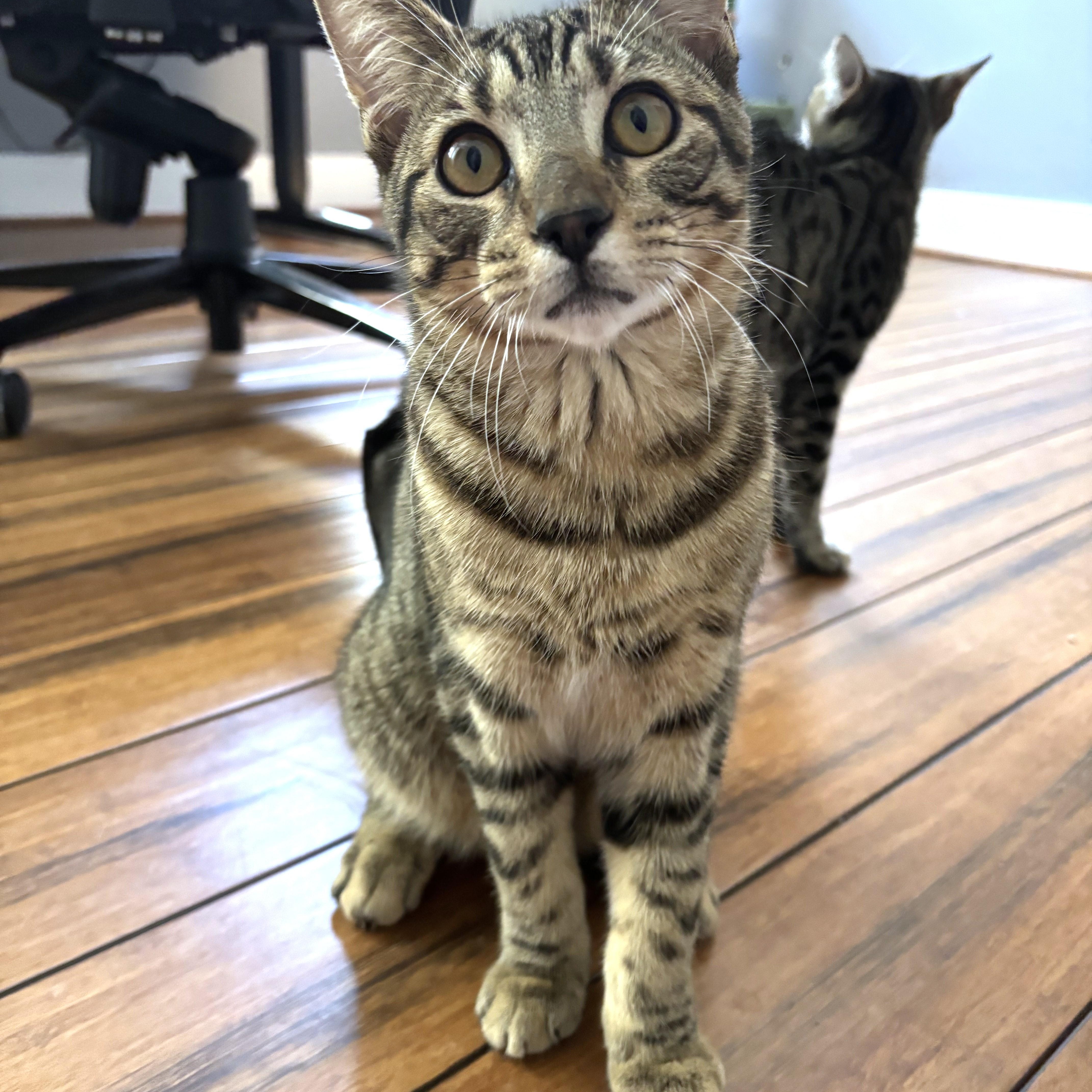 Enlarge MacDougal, an adopted Domestic Short Hair in Apex, NC image 1/4