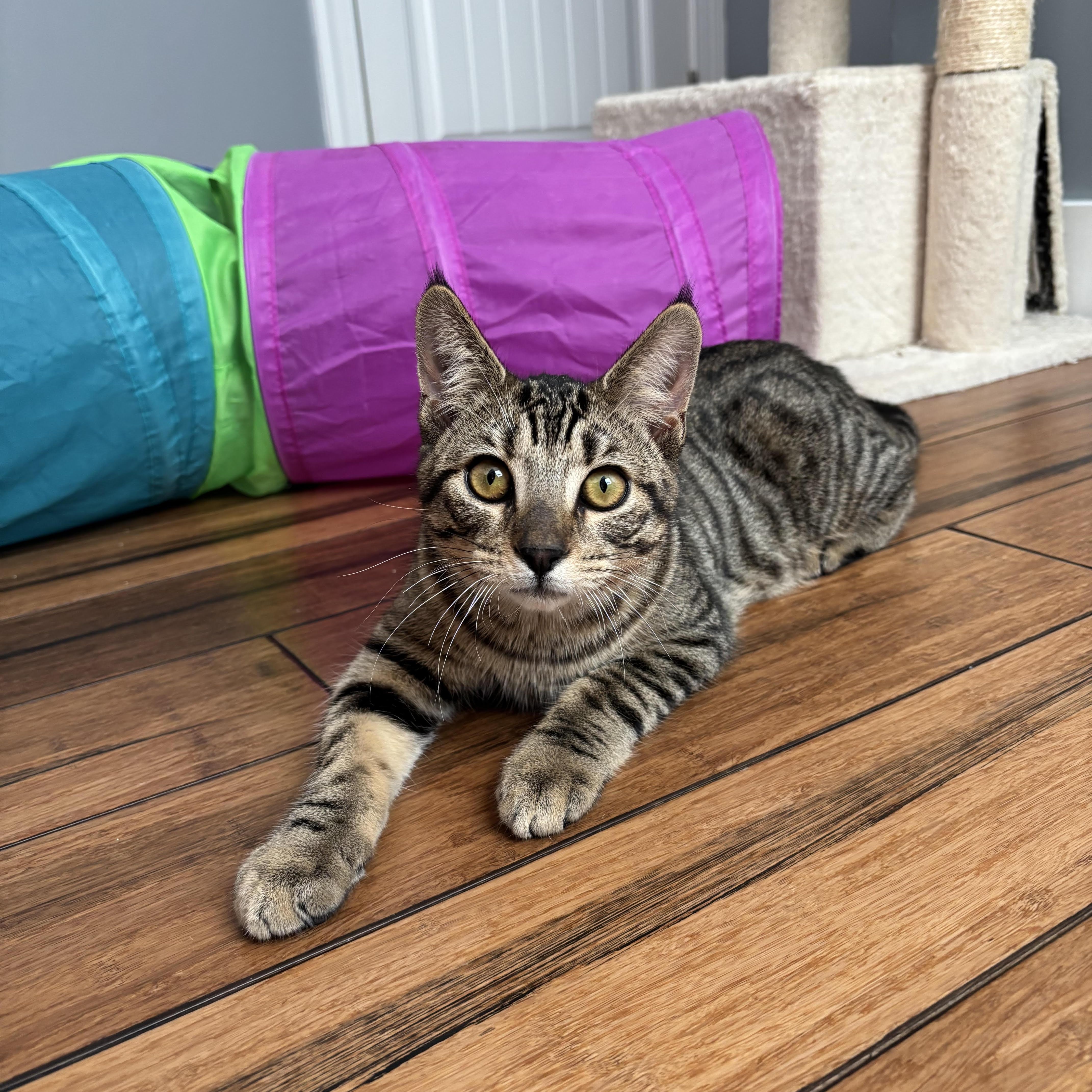 Enlarge MacDougal, an adopted Domestic Short Hair in Apex, NC image 3/4