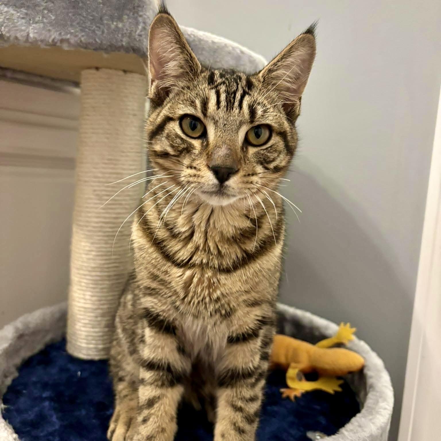 Enlarge MacDougal, an adopted Domestic Short Hair in Apex, NC image 2/4