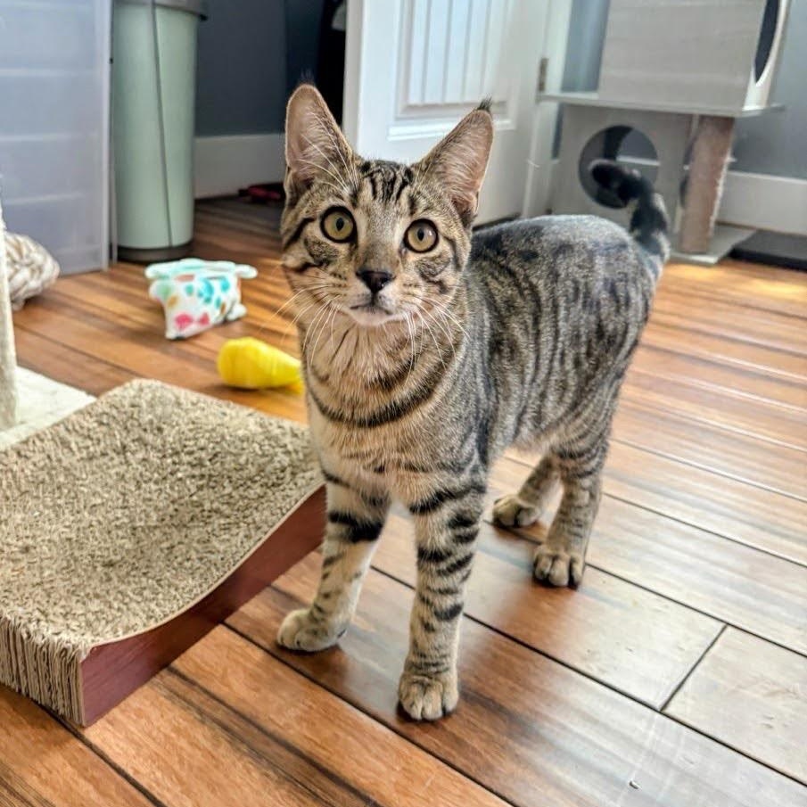 Enlarge MacDougal, an adopted Domestic Short Hair in Apex, NC image 4/4