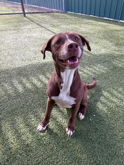 Enlarge SCOOTER, a Adoptable mixed breed in Killeen, TX image 1/1