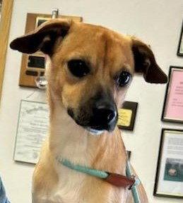 Enlarge Bobby, a Adoptable Chihuahua in Evergreen, CO image 2/3