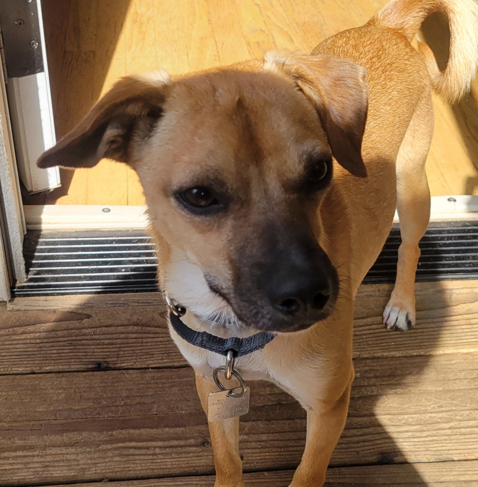 Enlarge Bobby, a Adoptable Chihuahua in Evergreen, CO image 3/3