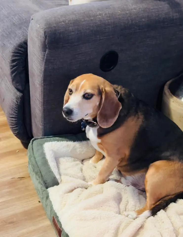 Enlarge Buddy Lee Haven, a ADOPTABLE Beagle in Waldorf, MD image 4/5