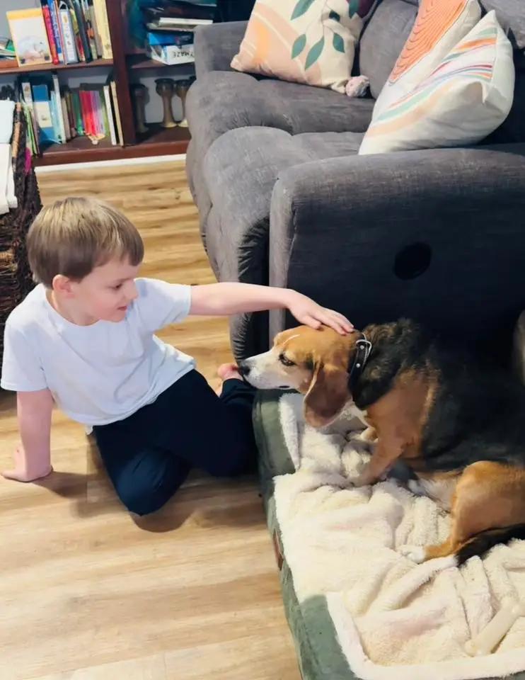 Enlarge Buddy Lee Haven, a ADOPTABLE Beagle in Waldorf, MD image 5/5