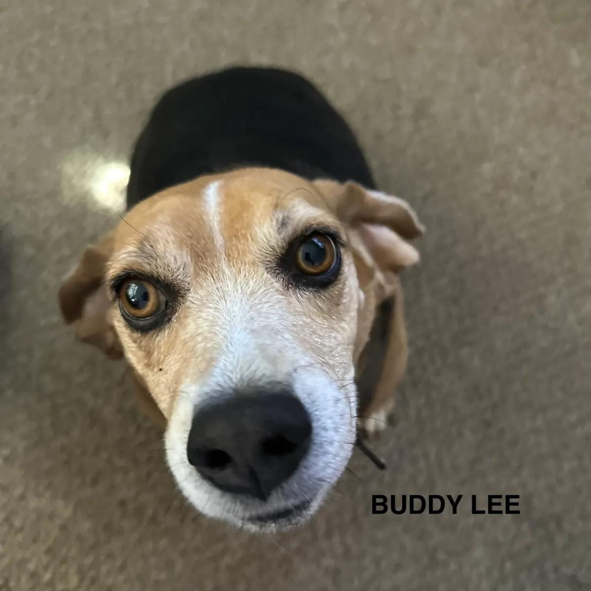 Enlarge Buddy Lee Haven, a ADOPTABLE Beagle in Waldorf, MD image 1/5