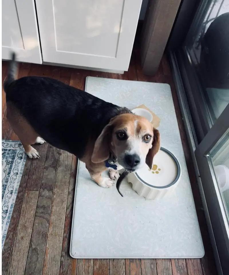 Enlarge Buddy Lee Haven, a ADOPTABLE Beagle in Waldorf, MD image 3/5