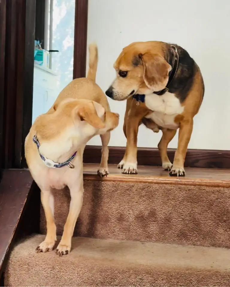 Enlarge Buddy Lee Haven, a ADOPTABLE Beagle in Waldorf, MD image 2/5