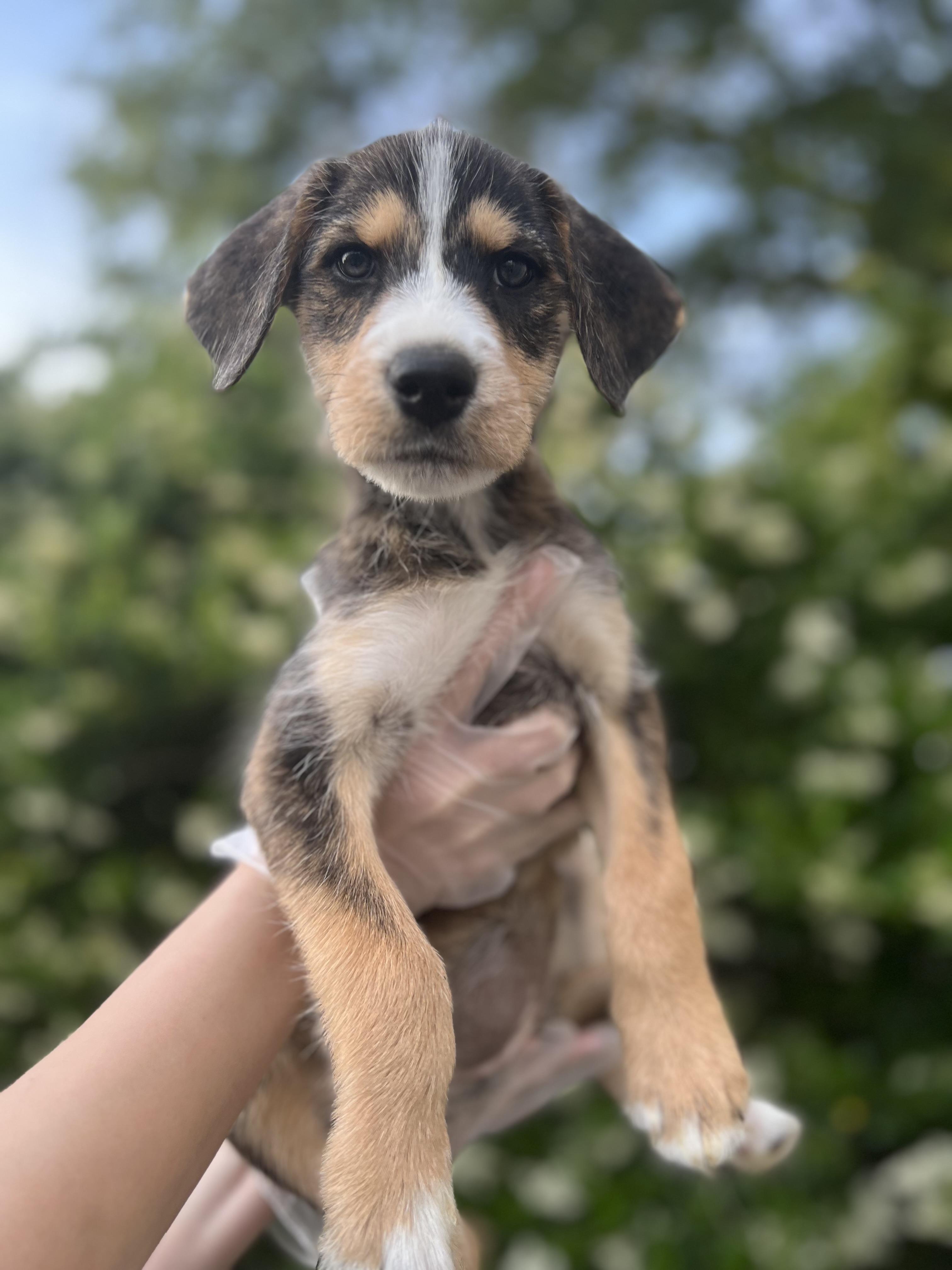 Enlarge Jade, a Adopted mixed breed in MYRTLE BEACH, SC image 1/1