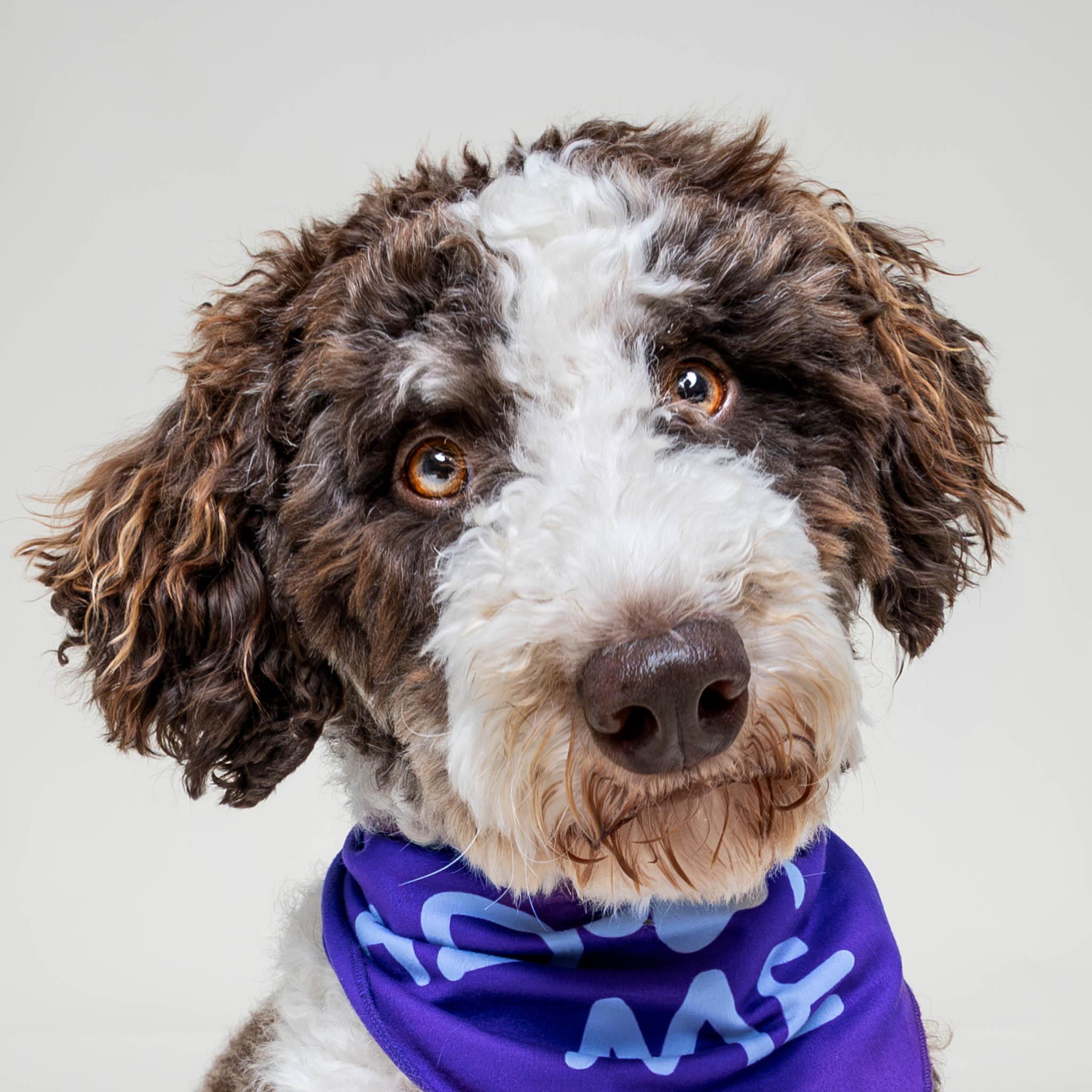 Tippy, adopted, Adult Male Poodle.