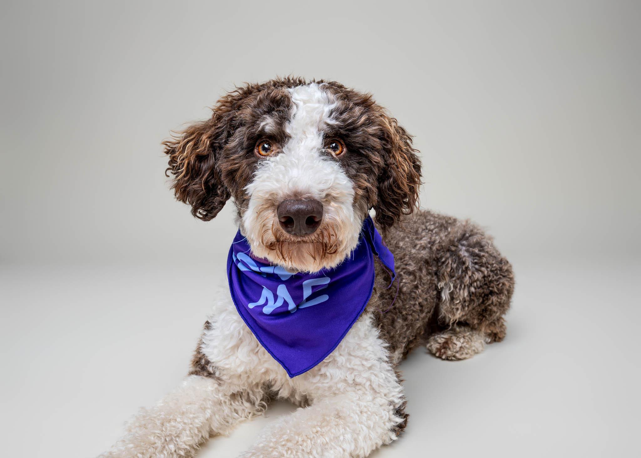 Enlarge Tippy, an adopted mixed breed in Itasca, IL image 2/3