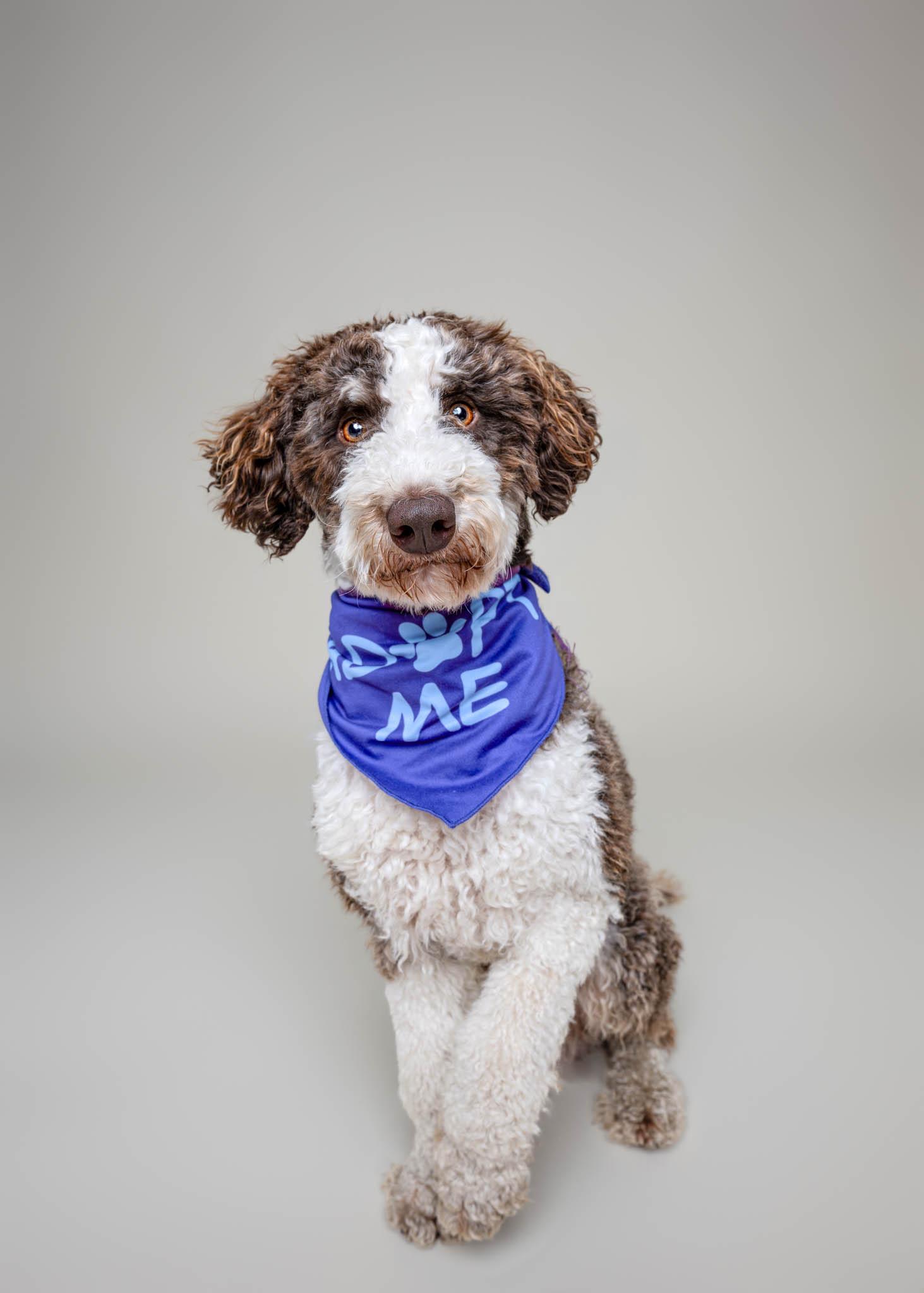 Enlarge Tippy, an adopted mixed breed in Itasca, IL image 3/3
