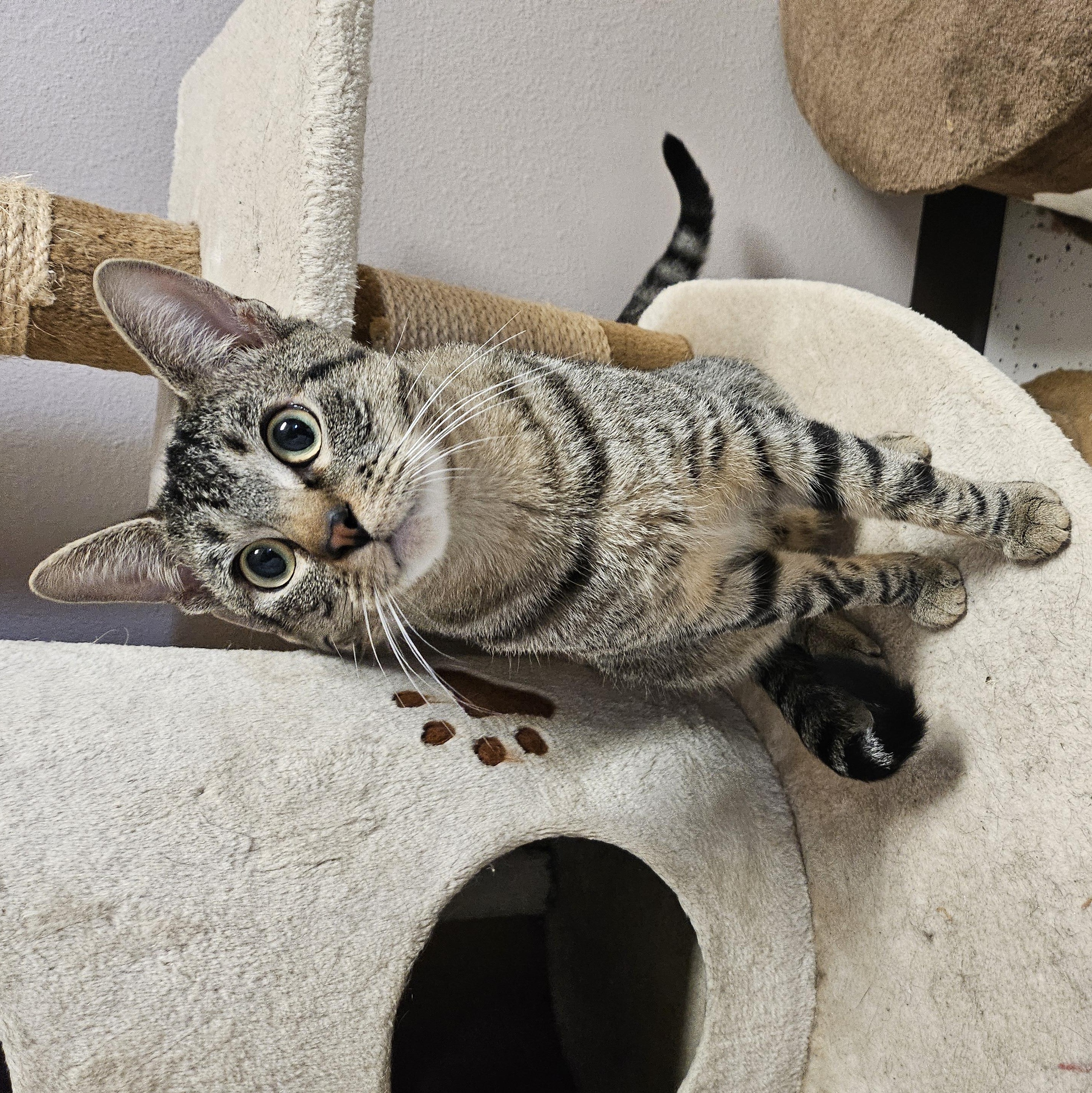 Skid, Adoptable, Adult Male Domestic Short Hair.