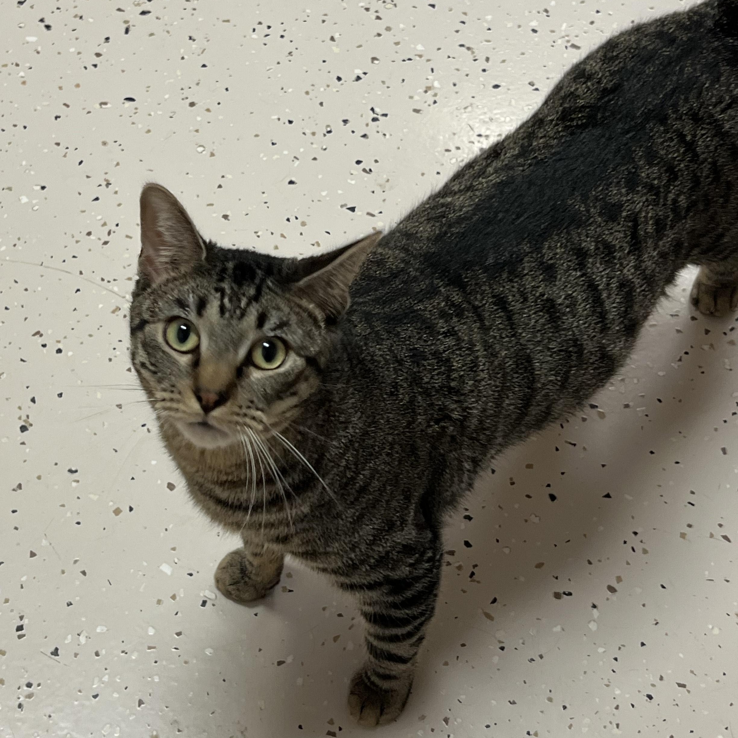 Enlarge Skid, a Adoptable Domestic Short Hair in Aransas Pass, TX image 1/3