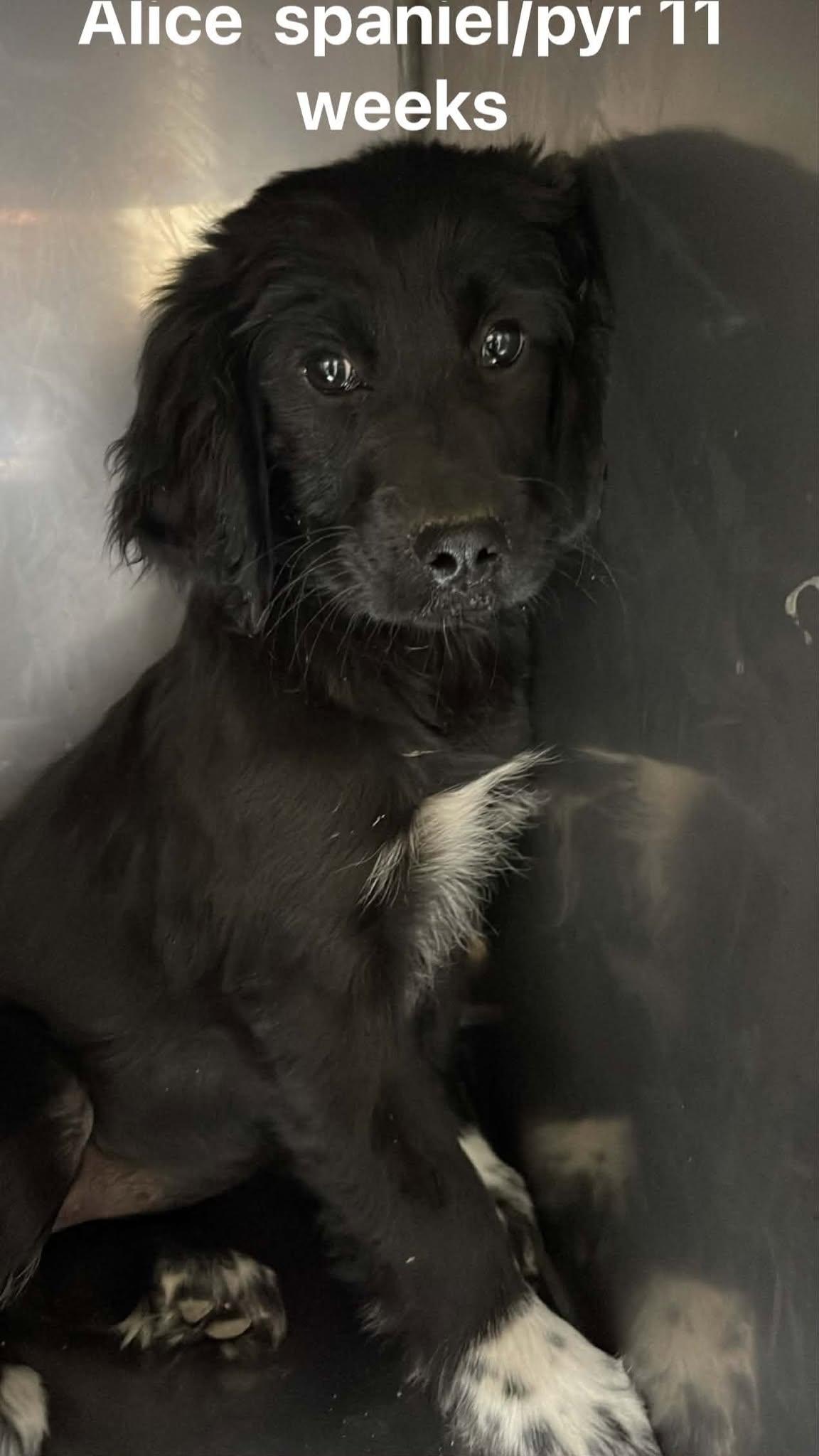 Enlarge Alice, an adopted mixed breed in Fort Payne, AL image 1/1