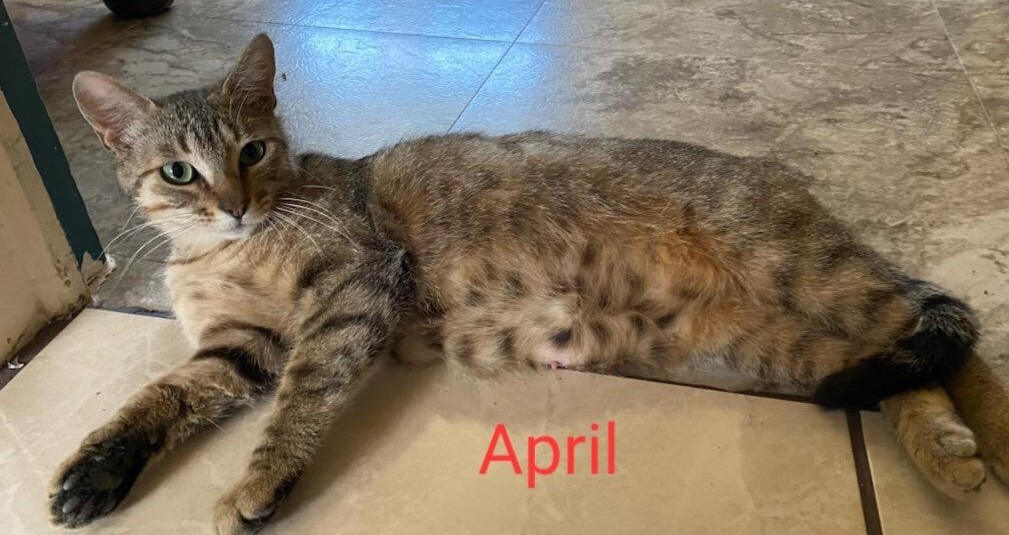 April, a Adoptable mixed breed in Las Cruces, NM image 4/4