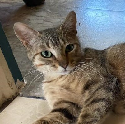 April, Adoptable, Adult Female Tabby & Domestic Short Hair.