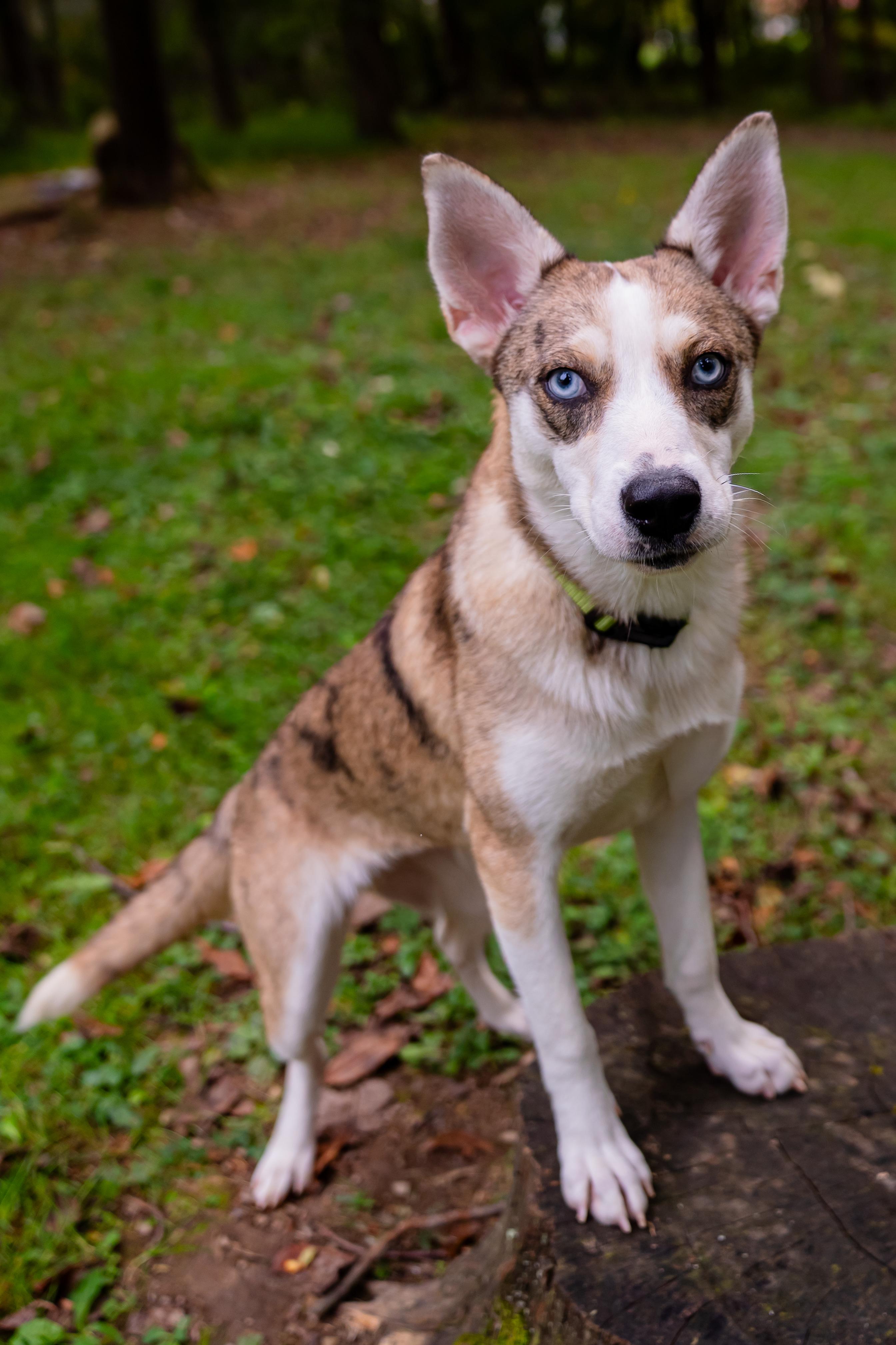 Enlarge Nova, a Adoptable mixed breed in Dellslow, WV image 2/6
