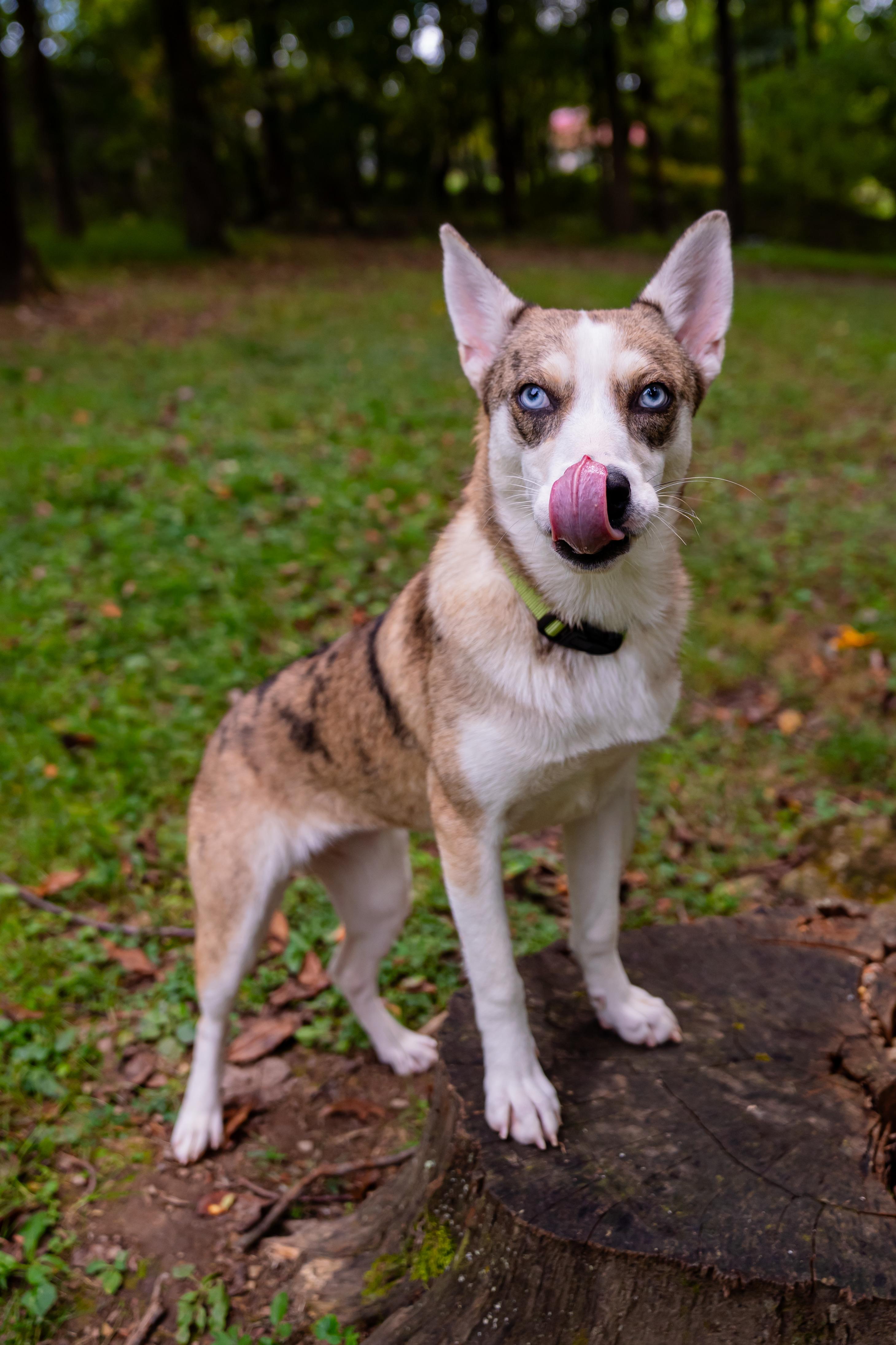 Enlarge Nova, a Adoptable mixed breed in Dellslow, WV image 4/6