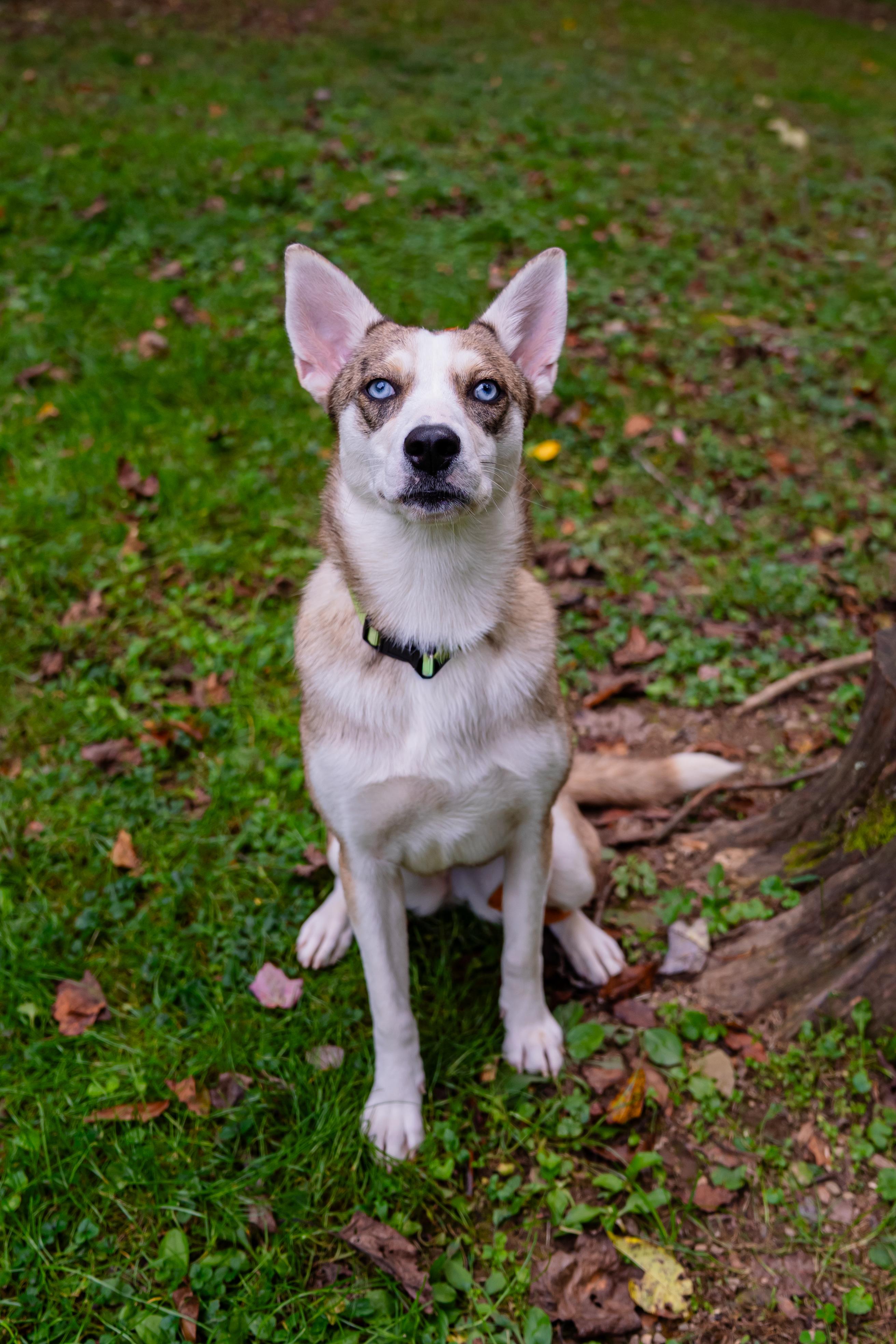 Enlarge Nova, a Adoptable mixed breed in Dellslow, WV image 5/6