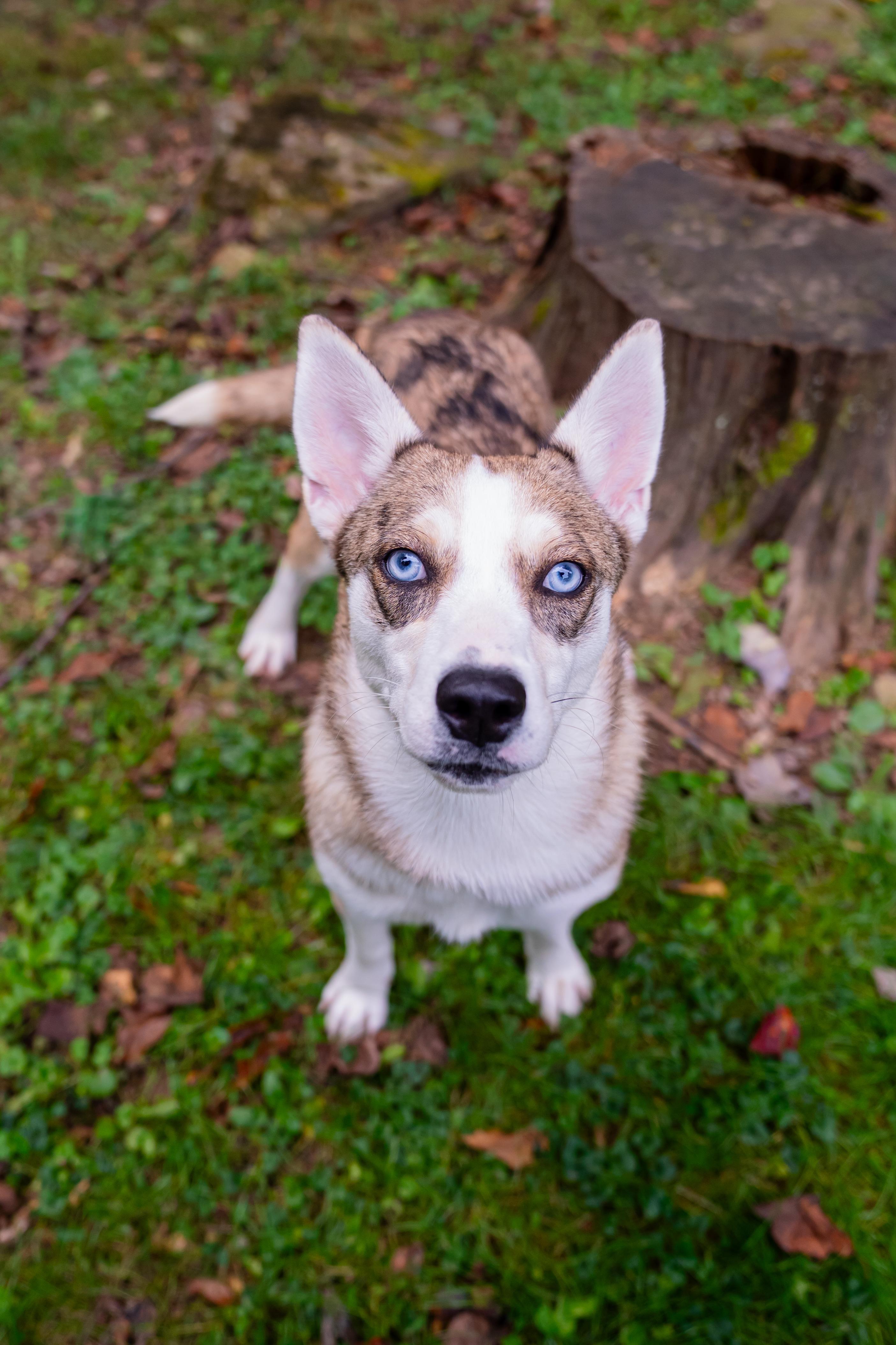 Enlarge Nova, a Adoptable mixed breed in Dellslow, WV image 1/6