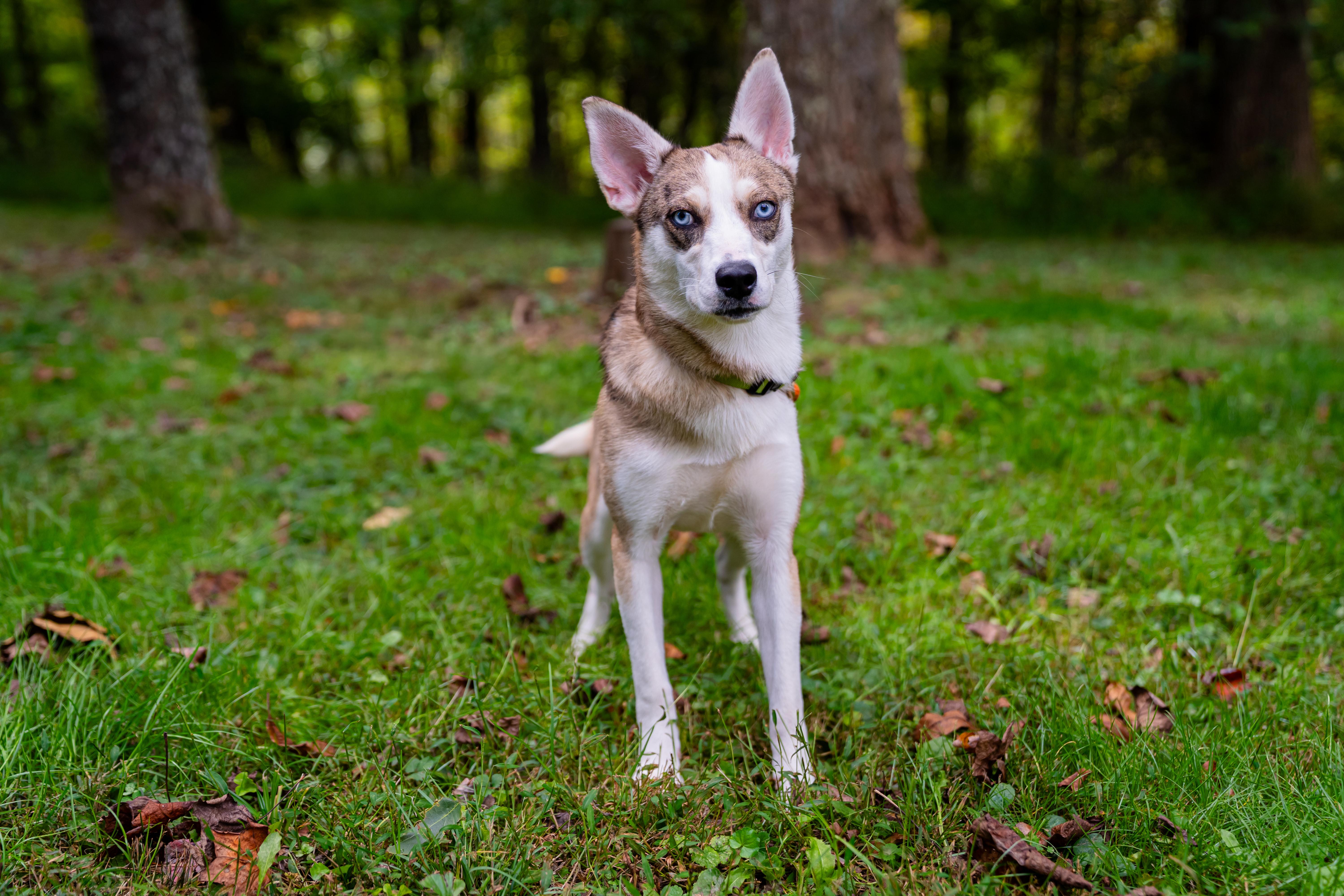 Enlarge Nova, a Adoptable mixed breed in Dellslow, WV image 6/6