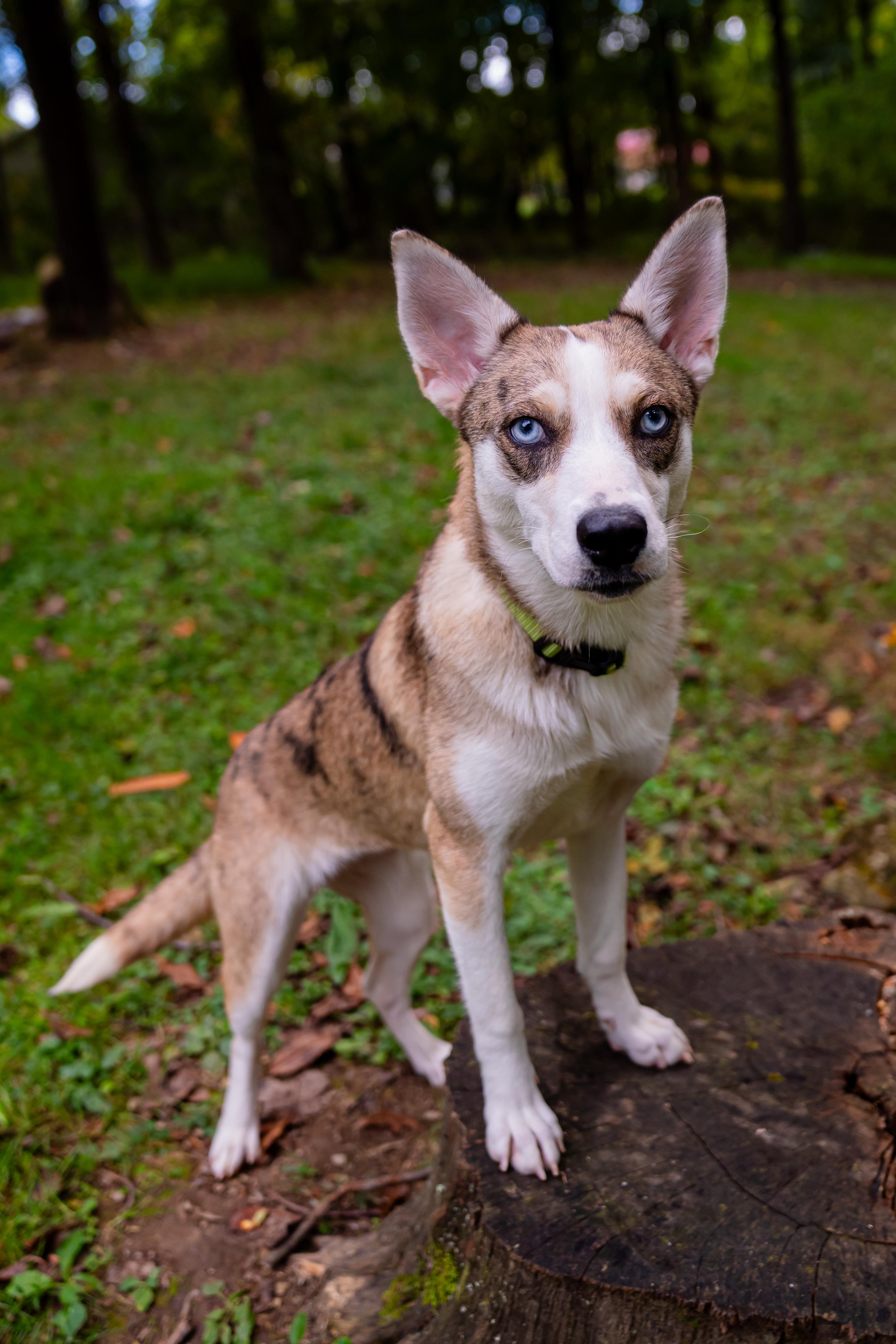 Enlarge Nova, a Adoptable mixed breed in Dellslow, WV image 3/6