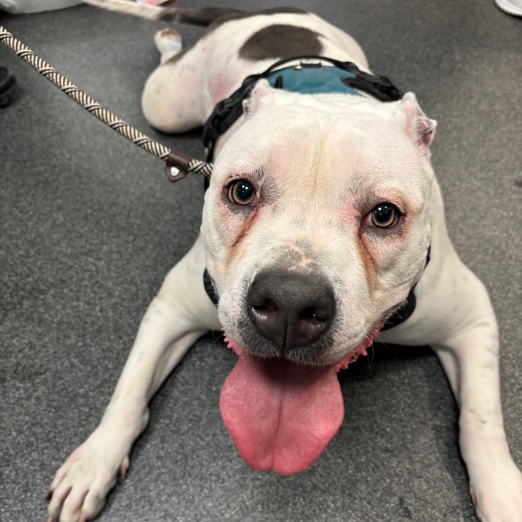 Chance, Adoptable, Adult Male Mixed Breed.