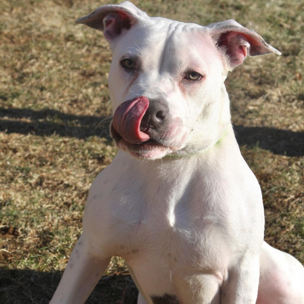 Enlarge Chance, a Adoptable Mixed Breed in Allentown, PA image 2/3