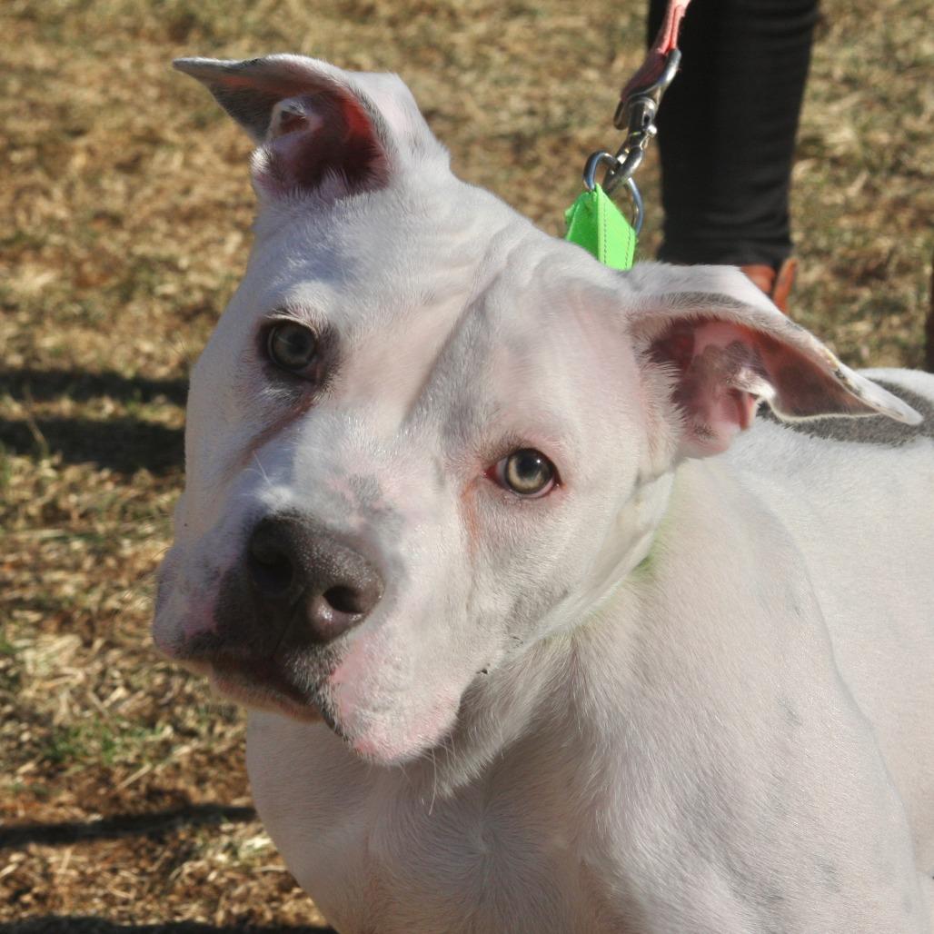 Enlarge Chance, a Adoptable Mixed Breed in Allentown, PA image 3/3
