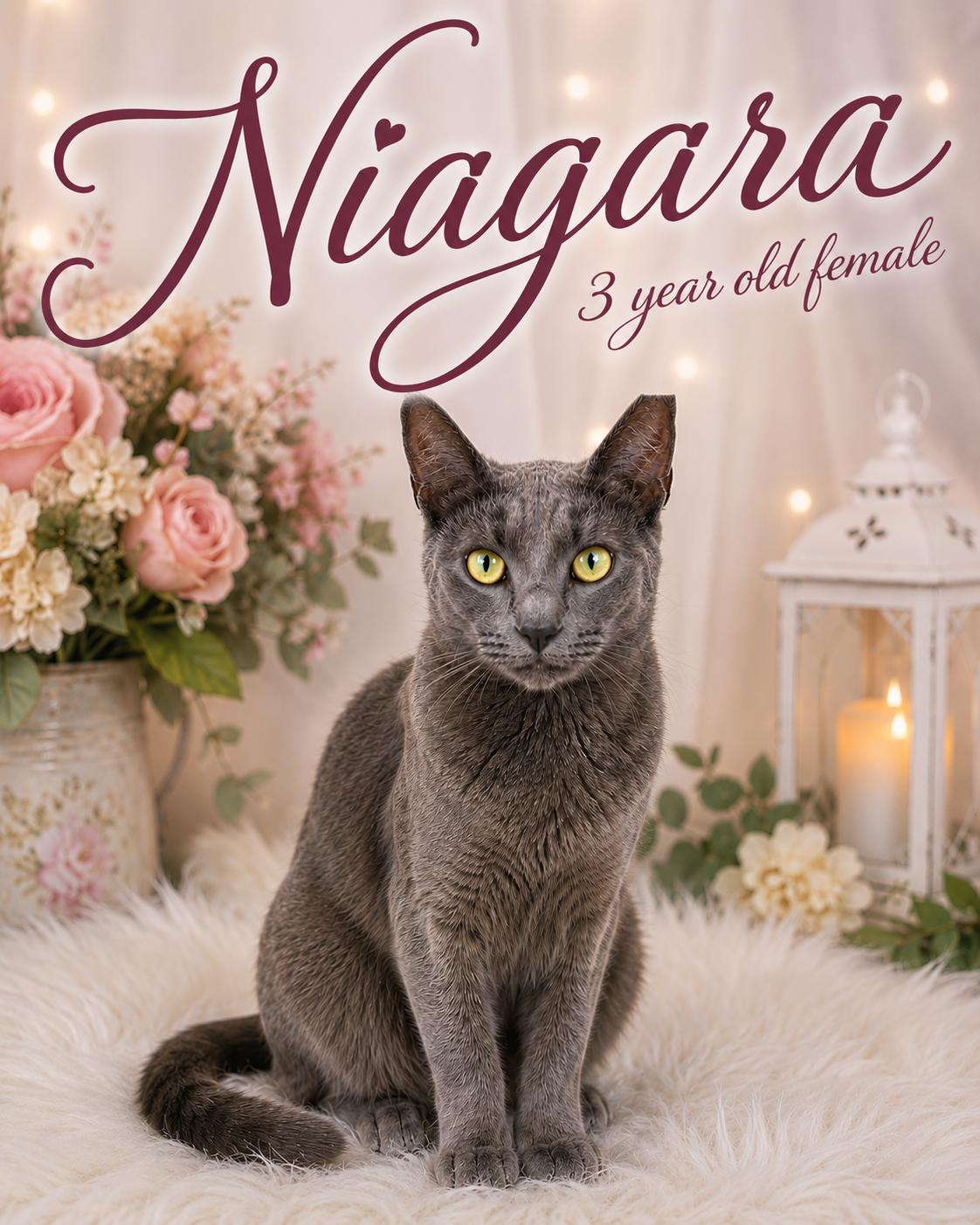 NIAGARA, adopted, Adult Female Russian Blue.