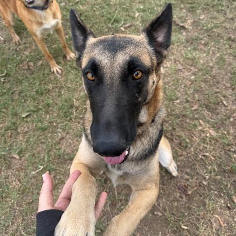 Tuesday, Adoptable, Adult Female German Shepherd Dog & German Shepherd Dog.
