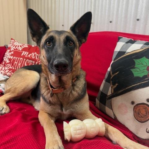 Tuesday, a Adoptable mixed breed in Cedar Creek, TX image 3/6