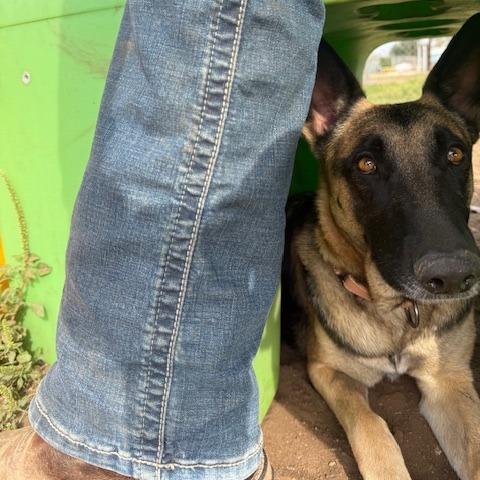 Tuesday, a Adoptable mixed breed in Cedar Creek, TX image 4/6