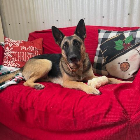 Tuesday, a Adoptable mixed breed in Cedar Creek, TX image 5/6