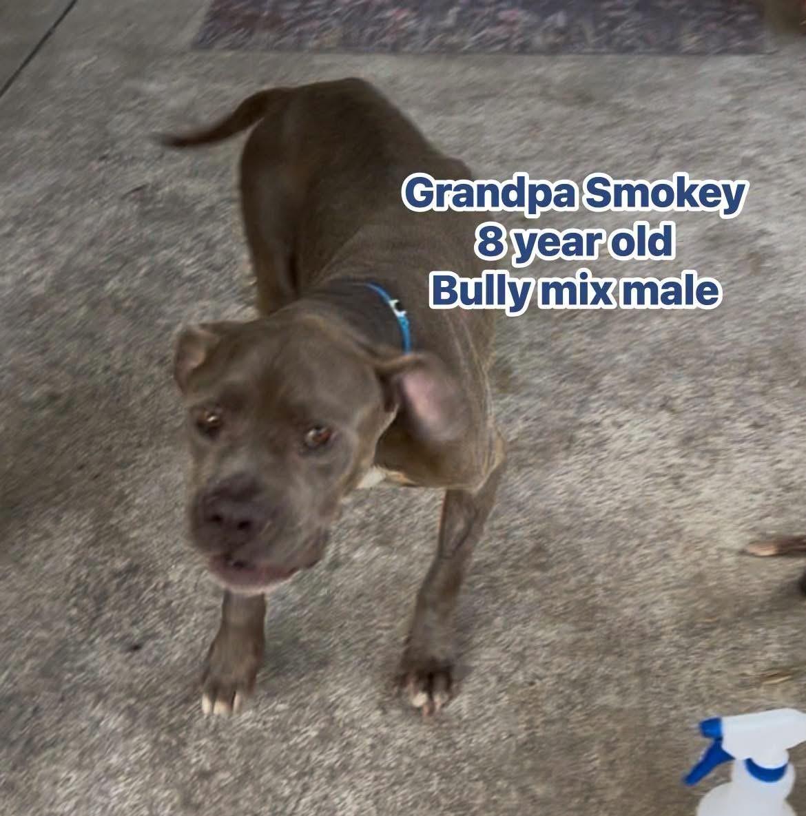 Enlarge Grandpa Smokey, a ADOPTABLE mixed breed in Eugene, OR image 2/5