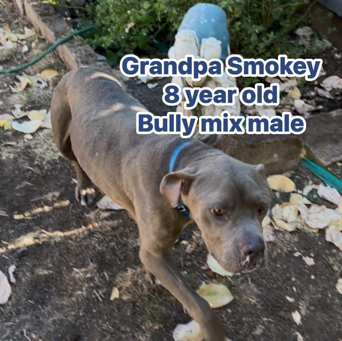 Enlarge Grandpa Smokey, a ADOPTABLE mixed breed in Eugene, OR image 4/5