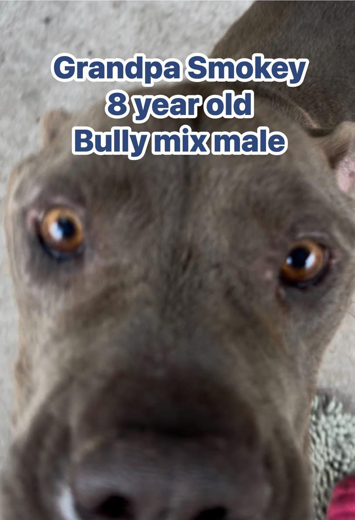 Enlarge Grandpa Smokey, a ADOPTABLE mixed breed in Eugene, OR image 3/5