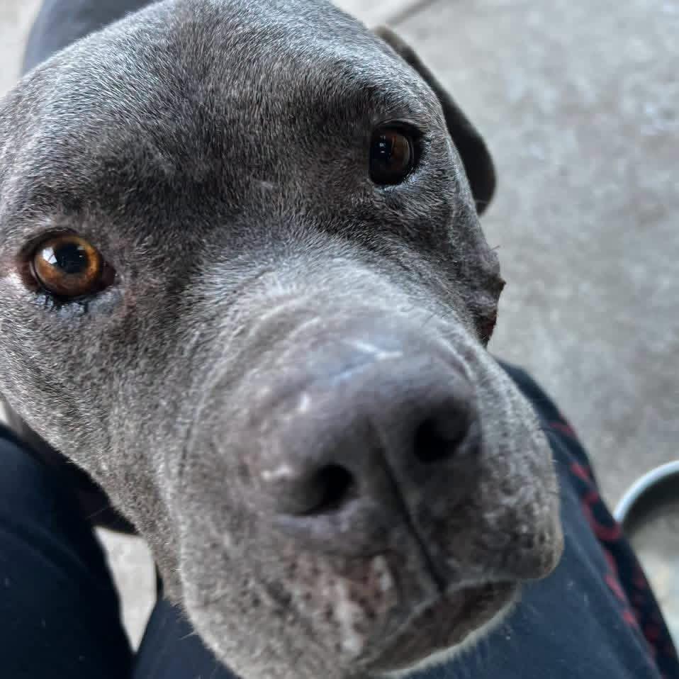 Enlarge Grandpa Smokey, a Adoptable mixed breed in Eugene, OR image 4/4