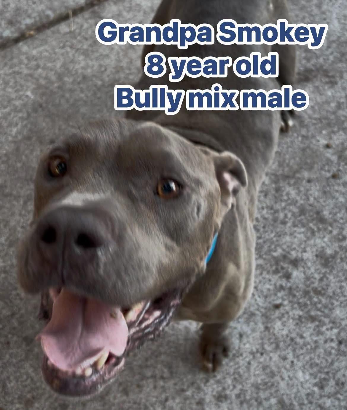 Grandpa Smokey, ADOPTABLE, Senior Male Pit Bull Terrier.