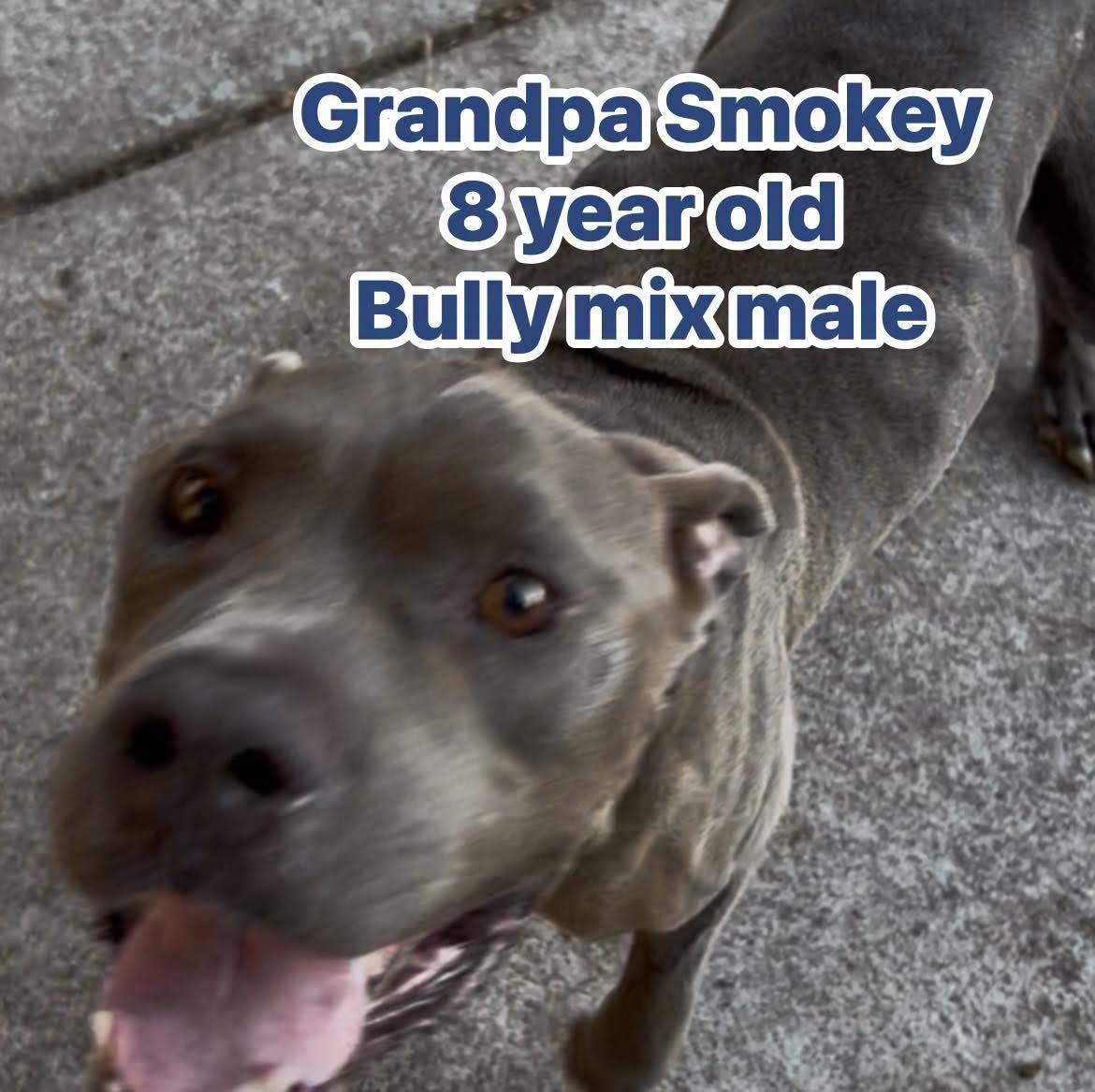 Enlarge Grandpa Smokey, a ADOPTABLE mixed breed in Eugene, OR image 5/5
