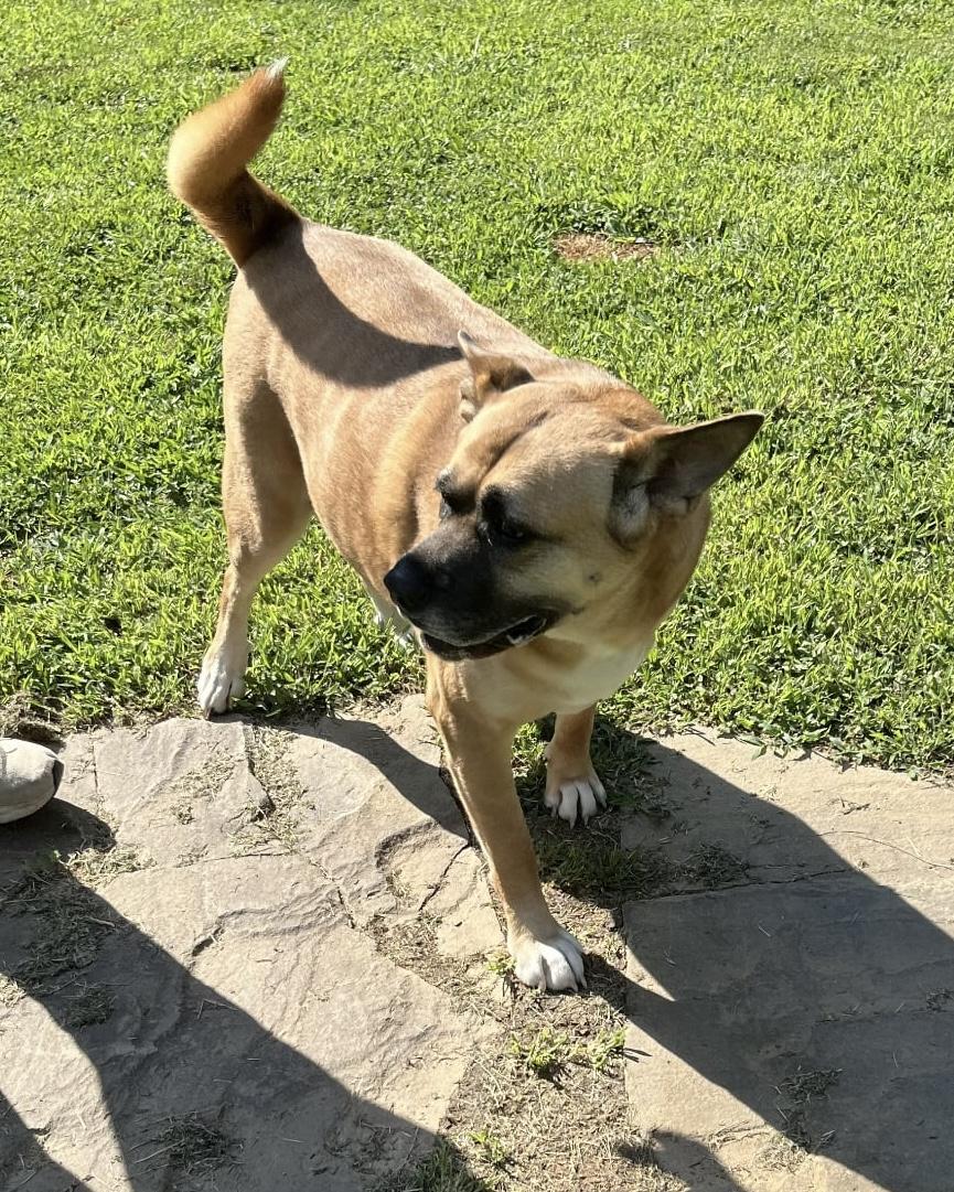 Princess, ADOPTABLE, Adult Female Akita & Dutch Shepherd.
