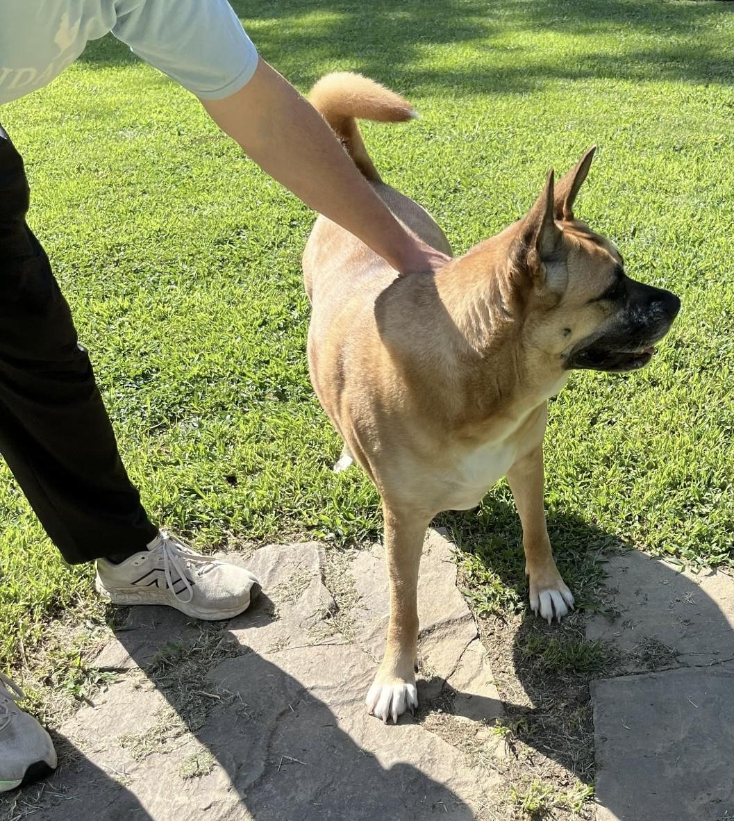 Enlarge Princess, a ADOPTABLE mixed breed in Sanford, NC image 3/3