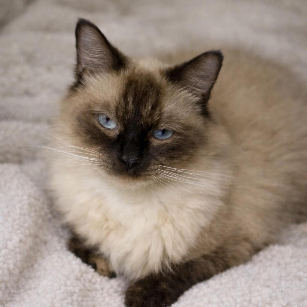Enlarge BLUE, an adopted mixed breed in Cranston, RI image 1/1