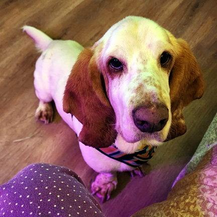 Enlarge SLINKY - ADOPTION PENDING!, a Adoptable Basset Hound in Mays Landing, NJ image 1/2